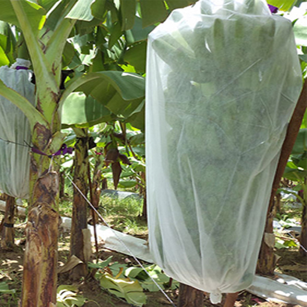 Kain tumbuhan yang tidak ditutup kain pisang taman